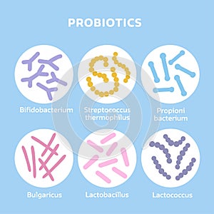 Probiotics bacteria set. Gut microbiota with healthy prebiotic bacillus. Lactobacillus, streptococcus, bifidobacteria