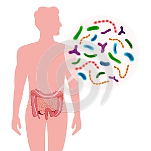 Probiotics Human Intestine Composition