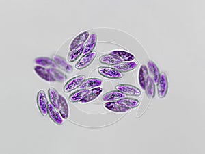 Probiotics, lactic acid bacteria. Algae, bacteria and microorganisms. Microscopic probiotics, bacterial flora photo