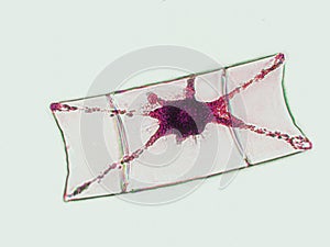 Probiotics, lactic acid bacteria. Algae, bacteria and microorganisms. Microscopic probiotics, bacterial flora photo