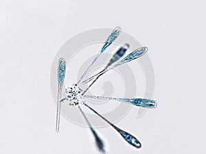 Probiotics, lactic acid bacteria. Algae, bacteria and microorganisms. Microscopic probiotics, bacterial flora photo