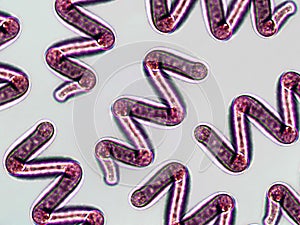 Probiotics, lactic acid bacteria. Algae, bacteria and microorganisms. Microscopic probiotics, bacterial flora photo