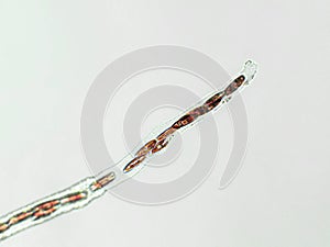 Probiotics, lactic acid bacteria. Algae, bacteria and microorganisms. Microscopic probiotics, bacterial flora photo