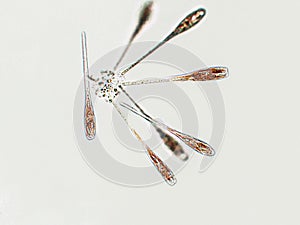 Probiotics, lactic acid bacteria. Algae, bacteria and microorganisms. Microscopic probiotics, bacterial flora photo