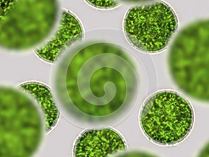 Probiotics, lactic acid bacteria. Algae, bacteria and microorganisms. Microscopic probiotics, bacterial flora photo
