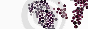 Probiotics, lactic acid bacteria. Algae, bacteria and microorganisms. Microscopic probiotics, bacterial flora photo