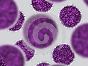 Probiotics, lactic acid bacteria. Algae, bacteria and microorganisms. Microscopic probiotics, bacterial flora photo