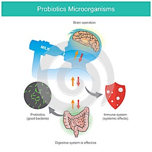 Probiotics Microorganisms. Sample diagram when a kid receives probiotics lactic acid bacteria photo