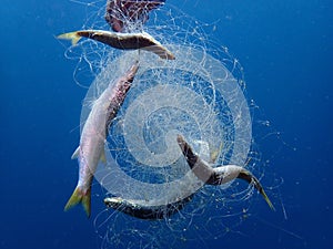 The problem. `Ghost Fishing` is what fishing gear does when it has been lost, dumped or abandoned. Nets, long lines or fish traps.