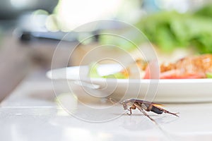 The problem in the house because of cockroaches living in the kitchen