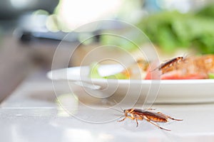 The problem in the house because of cockroaches living in the kitchen