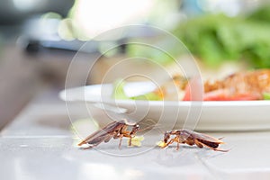 The problem in the house because of cockroaches living in the kitchen