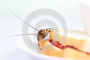 The problem in the house because of cockroaches living in the kitchen.Cockroach eating whole wheat bread on white background