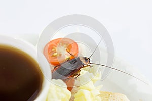 The problem in the house because of cockroaches living in the kitchen.Cockroach eating whole wheat bread on white background