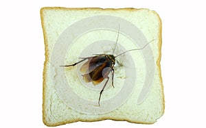 The problem in the house because of cockroaches living in the kitchen.Cockroach eating whole wheat bread on white background