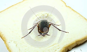 The problem in the house because of cockroaches living in the kitchen.Cockroach eating whole wheat bread on white background