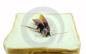 The problem in the house because of cockroaches living in the kitchen.Cockroach eating whole wheat bread on white background