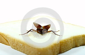 The problem in the house because of cockroaches living in the kitchen.Cockroach eating whole wheat bread on white background