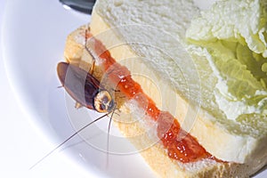 The problem in the house because of cockroaches living in the kitchen.Cockroach eating whole wheat bread on white background