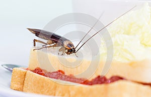 The problem in the house because of cockroaches living in the kitchen.Cockroach eating whole wheat bread on white backgroundIsola