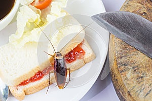 The problem in the house because of cockroaches living in the kitchen.Cockroach eating whole wheat bread on white backgroundIsola