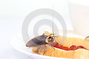 The problem in the house because of cockroaches living in the kitchen.Cockroach eating whole wheat bread on white backgroundIsola