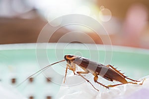 The problem in the house because of cockroaches living in the kitchen.Cockroach eating whole wheat bread on white backgroundIsola