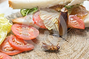 The problem in the house because of cockroaches living in the kitchen.Cockroach eating whole wheat bread on  wood cutting board