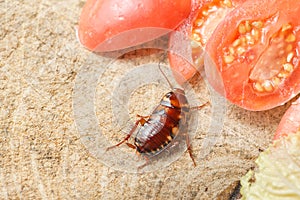 The problem in the house because of cockroaches living in the kitchen.Cockroach eating whole wheat bread on  wood cutting board