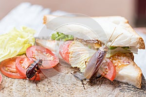 The problem in the house because of cockroaches living in the kitchen.Cockroach eating whole wheat bread on  wood cutting board