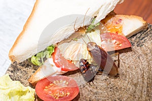 The problem in the house because of cockroaches living in the kitchen.Cockroach eating whole wheat bread on  wood cutting board