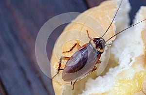 The problem in the house because of cockroaches living in the kitchen.Cockroach eating whole wheat bread on wooden table.