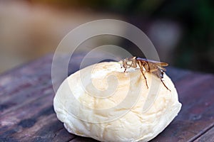 The problem in the house because of cockroaches living in the kitchen.Cockroach eating whole wheat bread on wooden table.