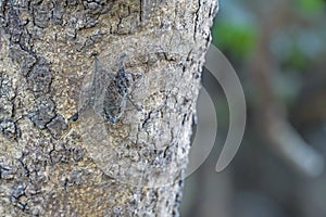 Proboscis Bat Resting in the Daytime photo