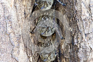 Proboscis Bat (Rhynchonycteris naso) Resting on a Tree in a Group During Daylight