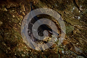 Proboscis bat, Rhynchonycteris naso, on the tree trunk in the tropic forest, Braulio Carrillo Np in Costa Rica. Animal in the