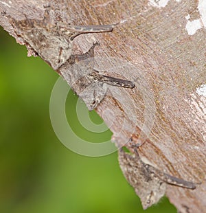 Proboscis Bats on a log