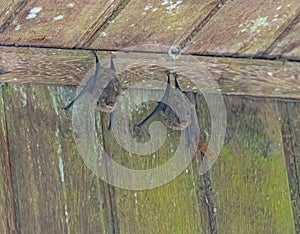 Proboscis Bats Resting in a Building Eave photo