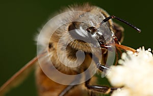 Proboscis of a Honey Bee (Apis mellifera)