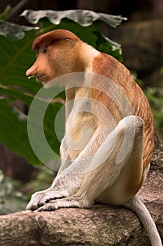 Proboscis monkey