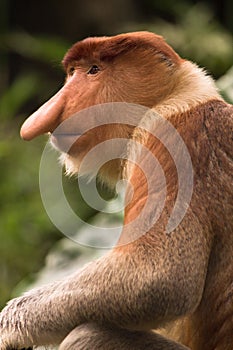 Proboscis monkey