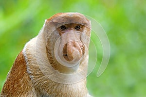 Proboscis monkey