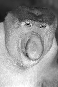 Proboscis monkey photo