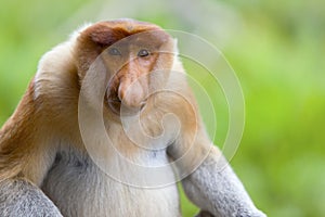 A proboscis monkey.