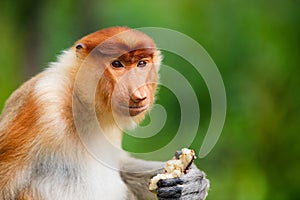 Proboscis monkey