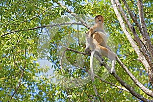 Proboscis monkey