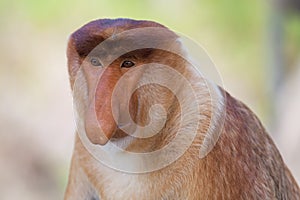 Proboscis monkey