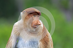 Proboscis monkey