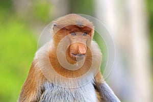 Proboscis monkey