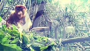 Proboscis Monkey